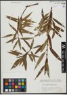 Foto von Salix triandra L. x Salix viminalis L.